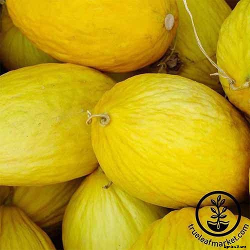 33 of the Best Melon Varieties