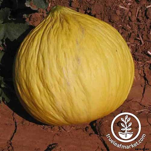 33 of the Best Melon Varieties