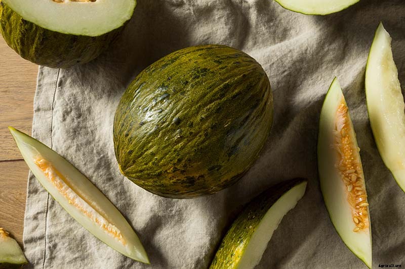 33 of the Best Melon Varieties