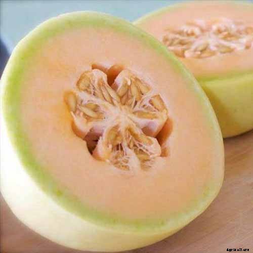 33 of the Best Melon Varieties