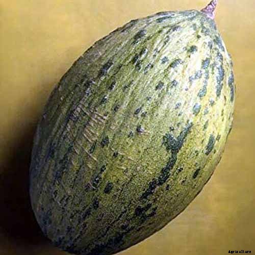 33 of the Best Melon Varieties