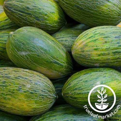 33 of the Best Melon Varieties