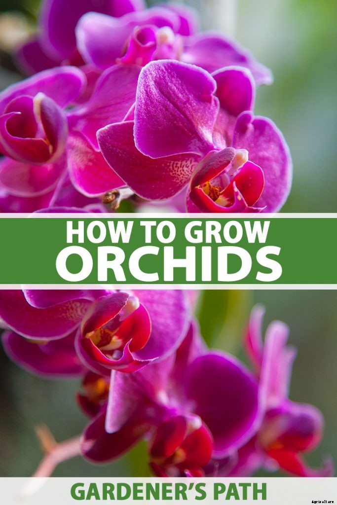 Orchids 101: How to Grow and Care for Orchids