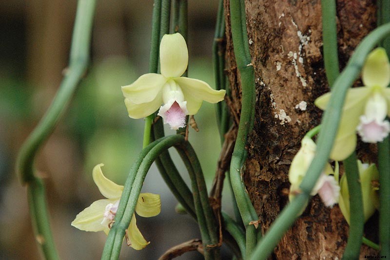 Orchids 101: How to Grow and Care for Orchids