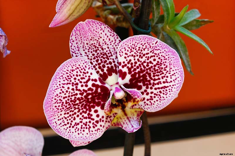 Orchids 101: How to Grow and Care for Orchids