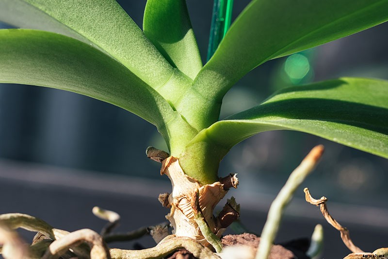 Orchids 101: How to Grow and Care for Orchids