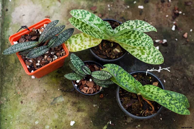 Orchids 101: How to Grow and Care for Orchids