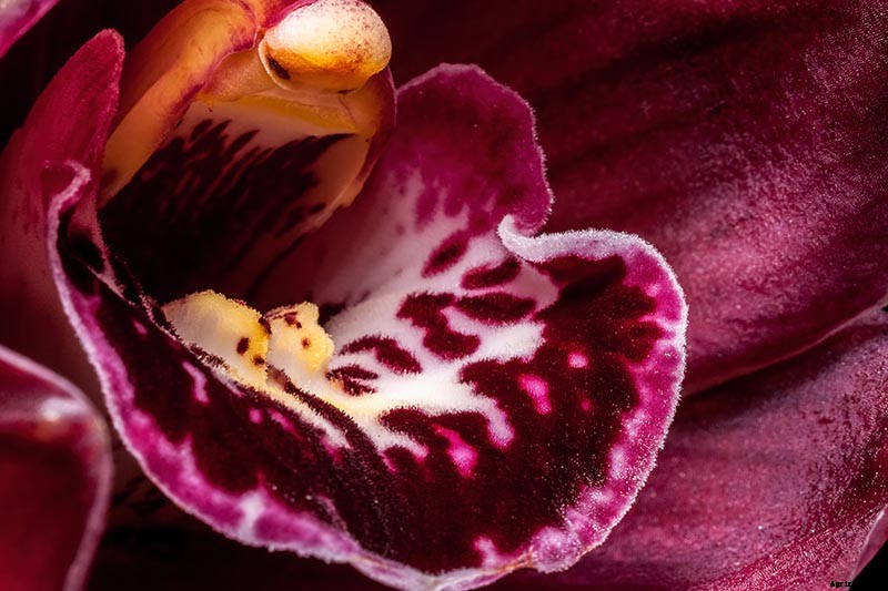 Orchids 101: How to Grow and Care for Orchids