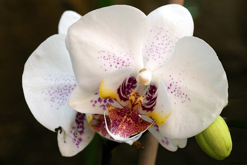 Orchids 101: How to Grow and Care for Orchids