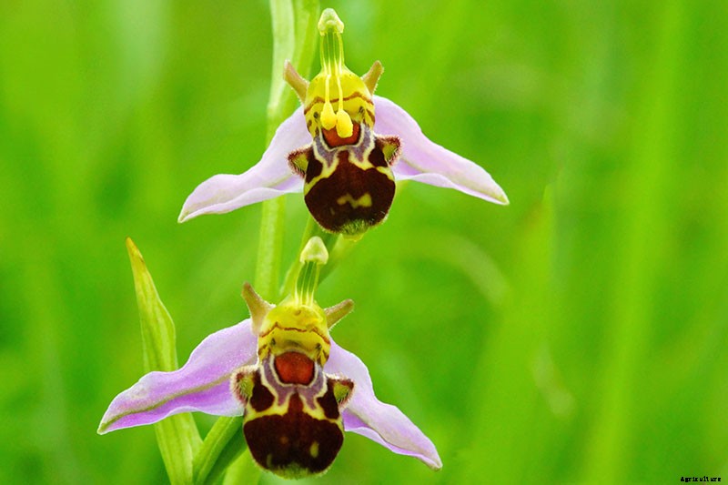 Orchids 101: How to Grow and Care for Orchids
