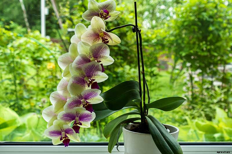 Orchids 101: How to Grow and Care for Orchids
