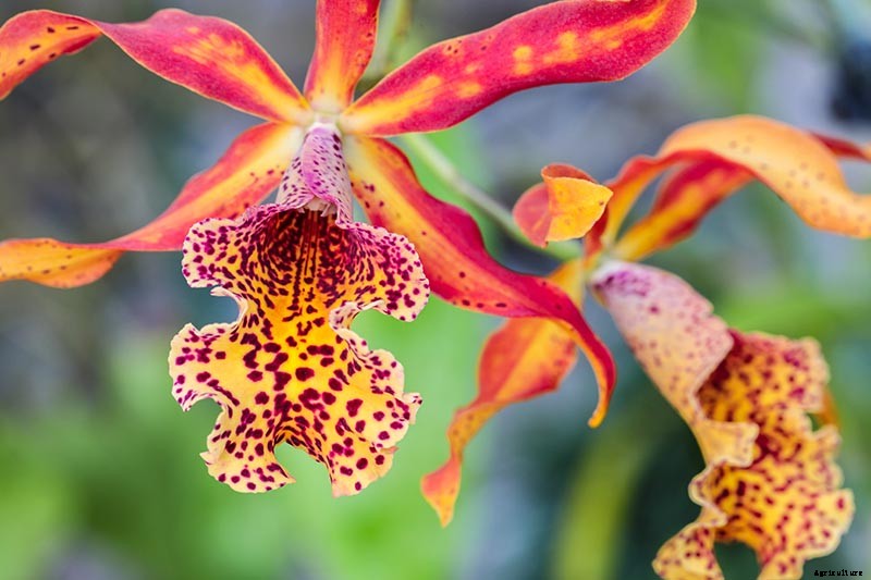 Orchids 101: How to Grow and Care for Orchids