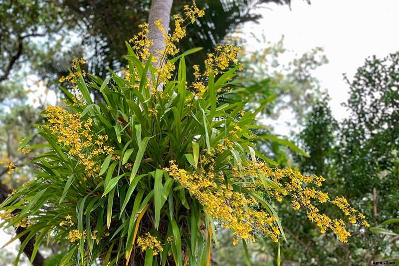 Orchids 101: How to Grow and Care for Orchids