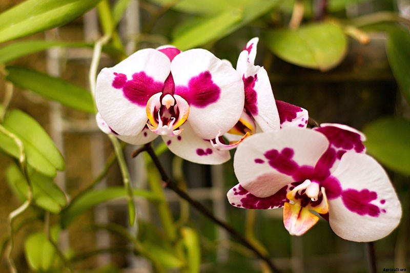 Orchids 101: How to Grow and Care for Orchids