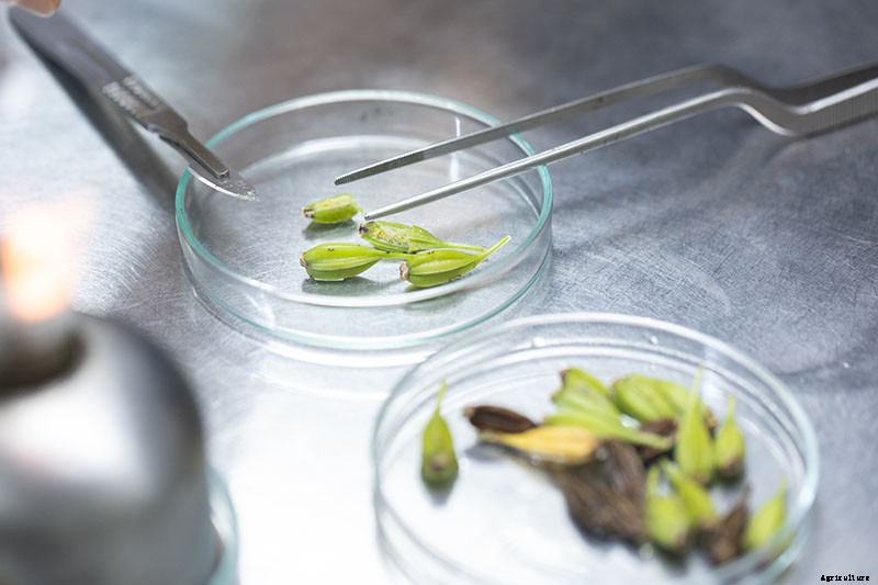 Orchids 101: How to Grow and Care for Orchids