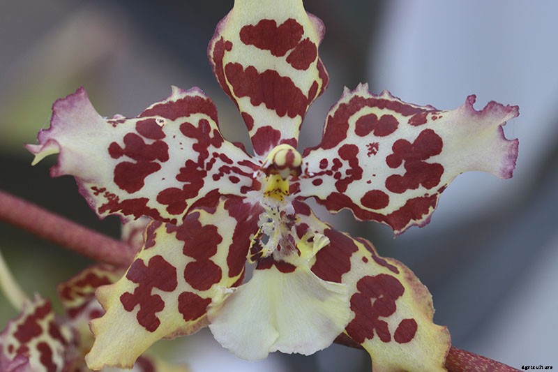Orchids 101: How to Grow and Care for Orchids