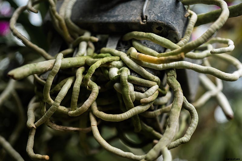 Orchids 101: How to Grow and Care for Orchids