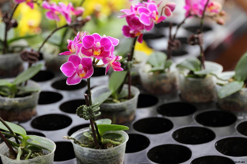 Orchids 101: How to Grow and Care for Orchids