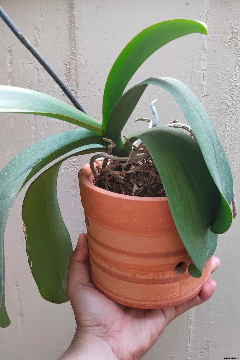 Orchids 101: How to Grow and Care for Orchids