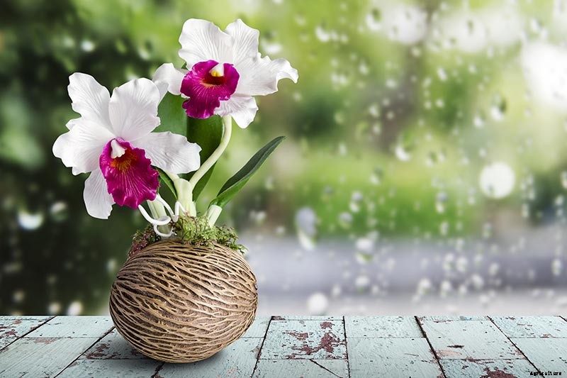 Orchids 101: How to Grow and Care for Orchids