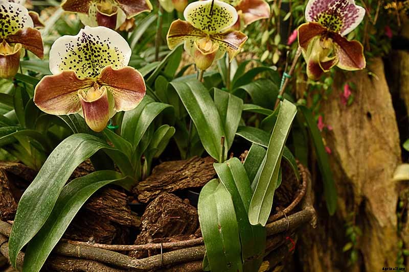 Orchids 101: How to Grow and Care for Orchids