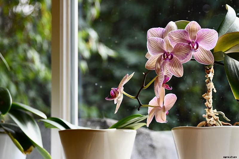 Orchids 101: How to Grow and Care for Orchids