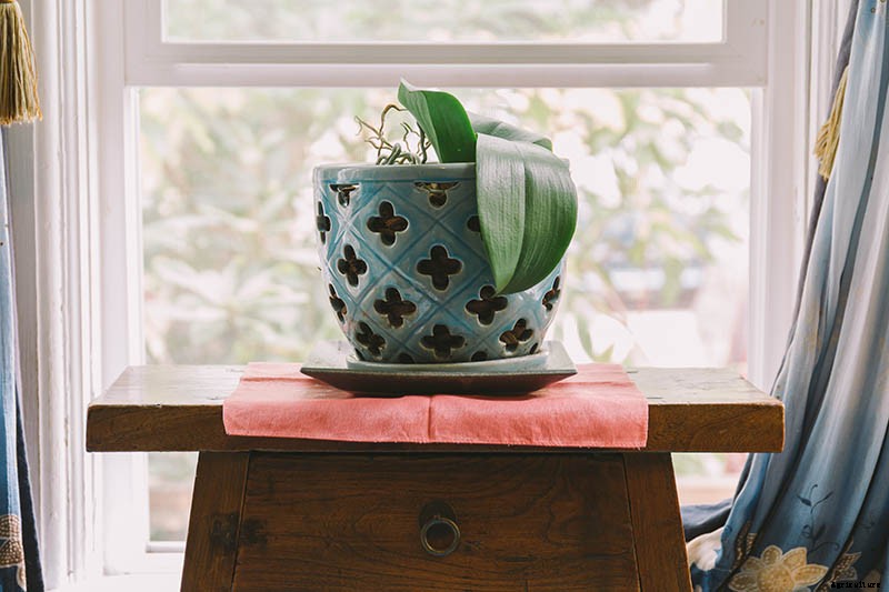 Orchids 101: How to Grow and Care for Orchids