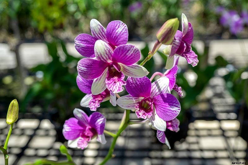 Orchids 101: How to Grow and Care for Orchids