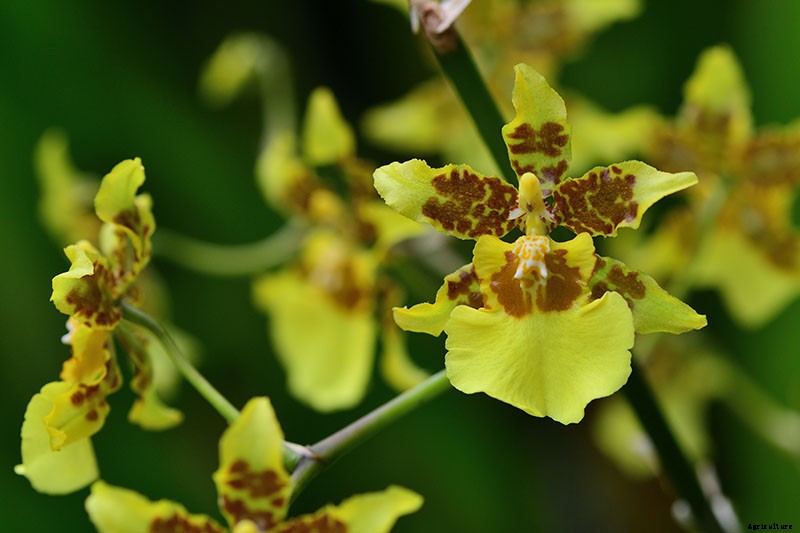 Orchids 101: How to Grow and Care for Orchids