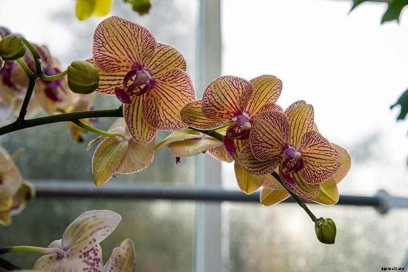 Orchids 101: How to Grow and Care for Orchids