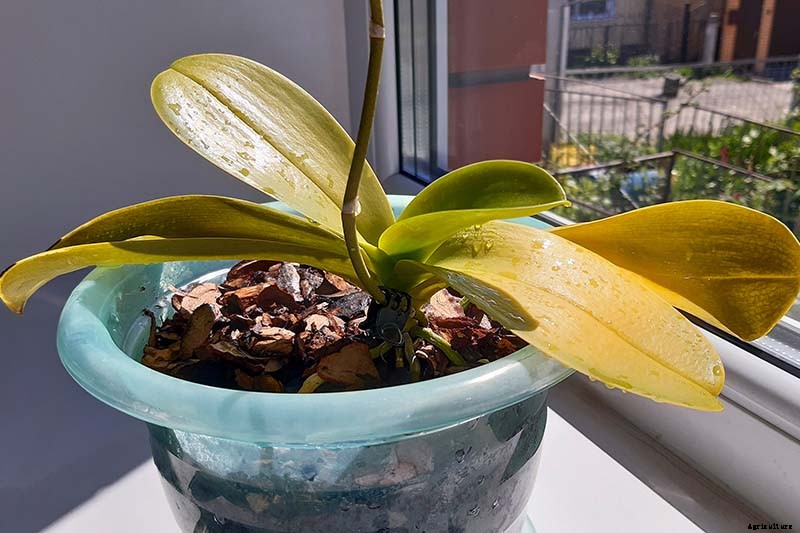 Orchids 101: How to Grow and Care for Orchids