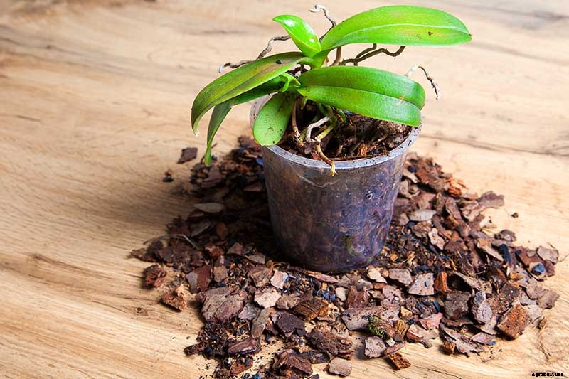 Orchids 101: How to Grow and Care for Orchids