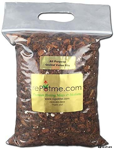 Orchids 101: How to Grow and Care for Orchids