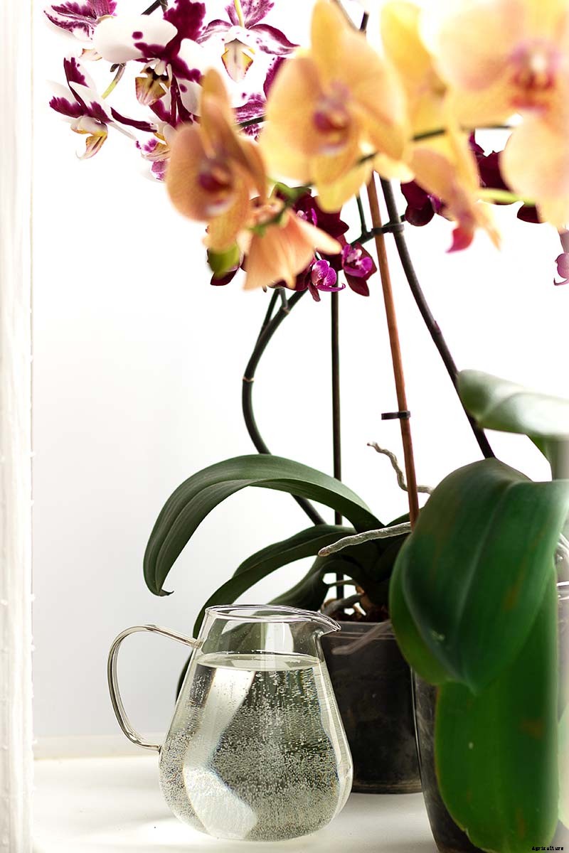 Orchids 101: How to Grow and Care for Orchids