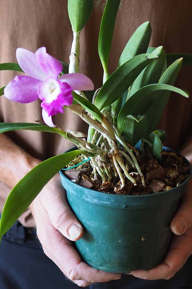 Orchids 101: How to Grow and Care for Orchids