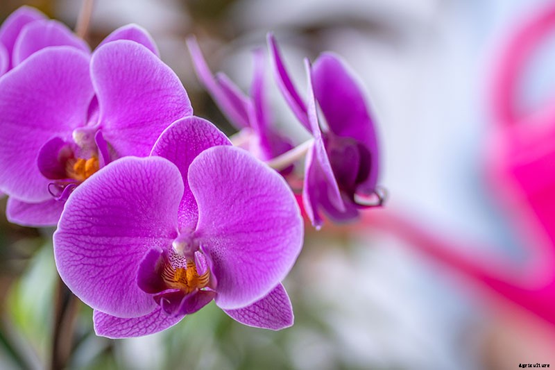 Orchids 101: How to Grow and Care for Orchids