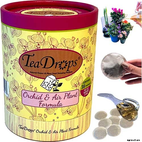 Orchids 101: How to Grow and Care for Orchids