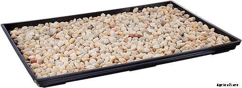 Orchids 101: How to Grow and Care for Orchids