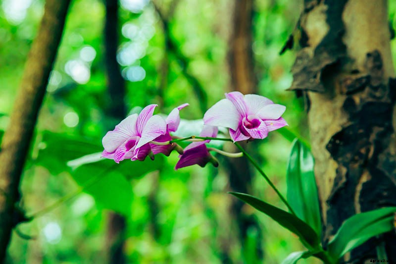 Orchids 101: How to Grow and Care for Orchids