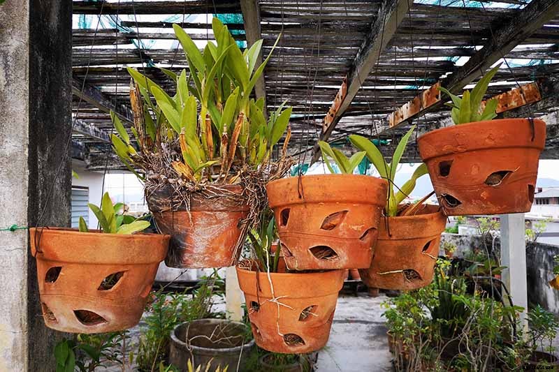 Orchids 101: How to Grow and Care for Orchids