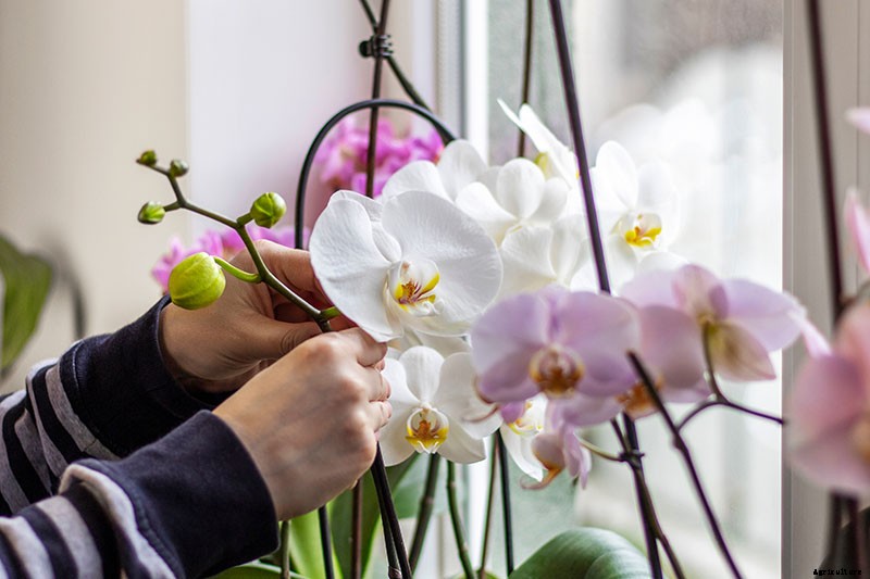 Orchids 101: How to Grow and Care for Orchids