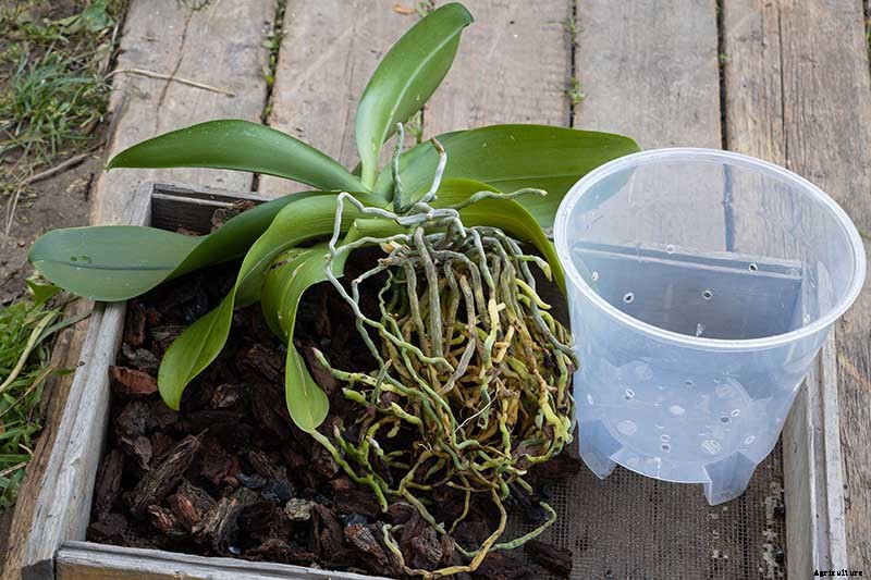 Orchids 101: How to Grow and Care for Orchids