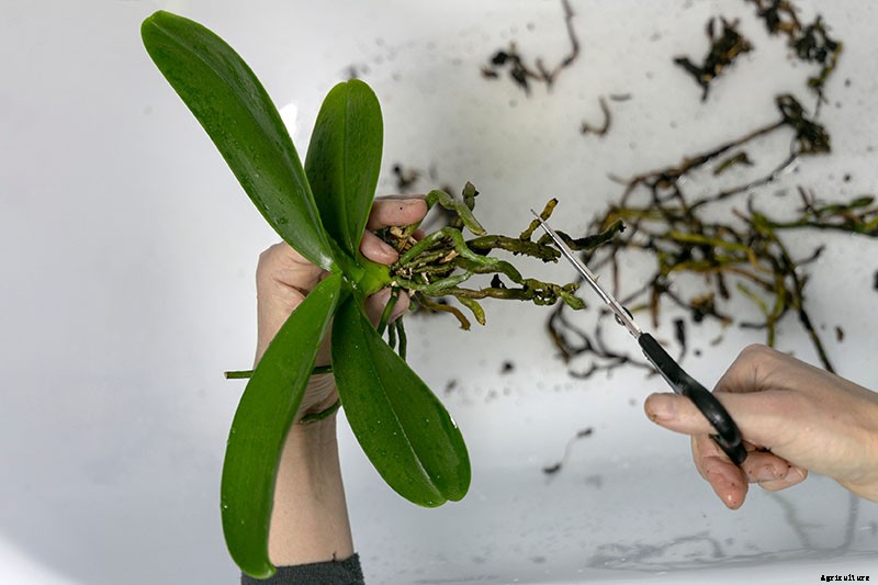 Orchids 101: How to Grow and Care for Orchids