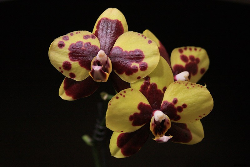 Orchids 101: How to Grow and Care for Orchids
