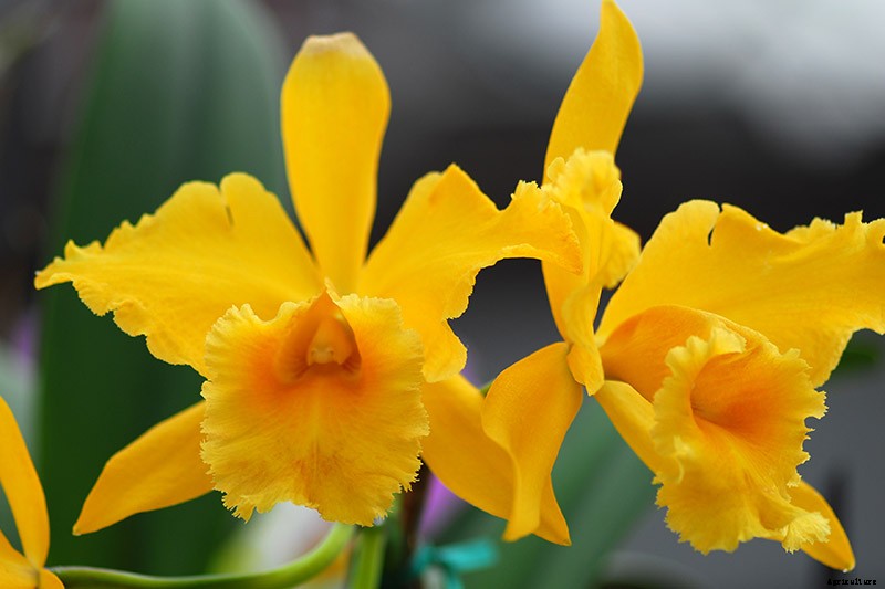 Orchids 101: How to Grow and Care for Orchids