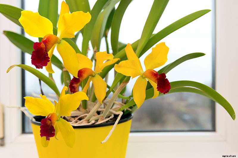 Orchids 101: How to Grow and Care for Orchids