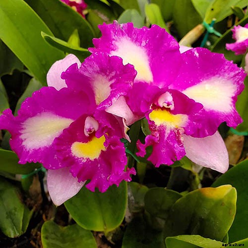 Orchids 101: How to Grow and Care for Orchids