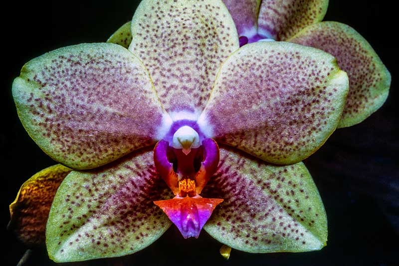 Orchids 101: How to Grow and Care for Orchids