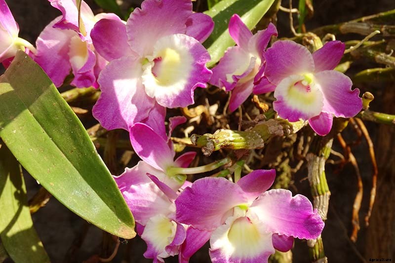 Orchids 101: How to Grow and Care for Orchids