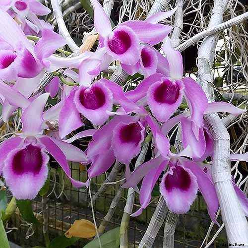 Orchids 101: How to Grow and Care for Orchids